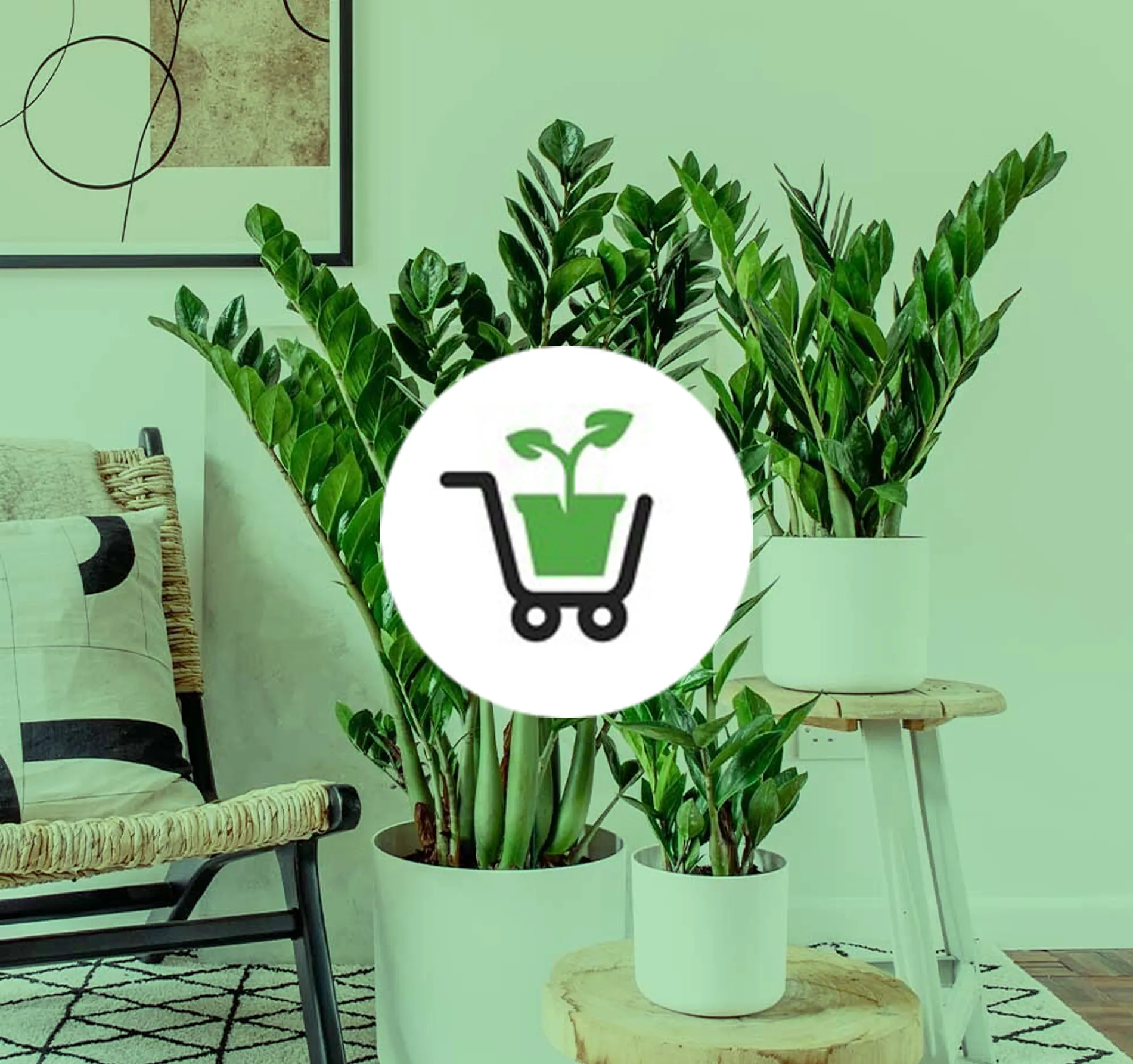 تصویر فروشگاه گل و گیاه 